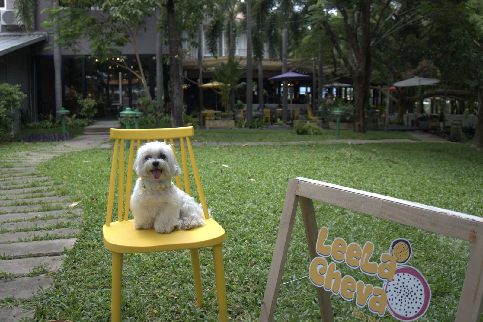 Guest dog on a chair on the lawn near Leela Cheva